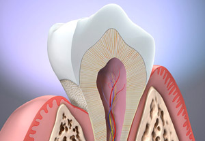 Anatomia dintelui